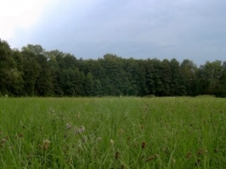 In diese Richtung starten die Bienen aus ihren Fluglchern um den Nektar, Pollen u.s.w. zu suchen